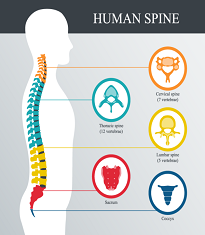 Spinal Cord Injury Case Law Procedure