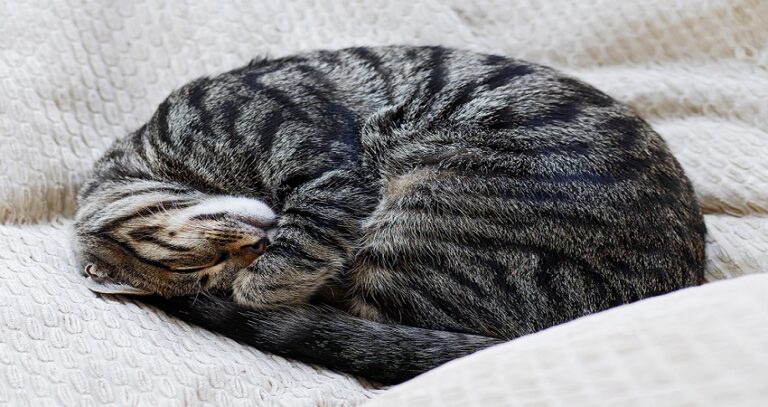 Why Do Cats Sleep So Much? Discover 7 Fascinating Reasons